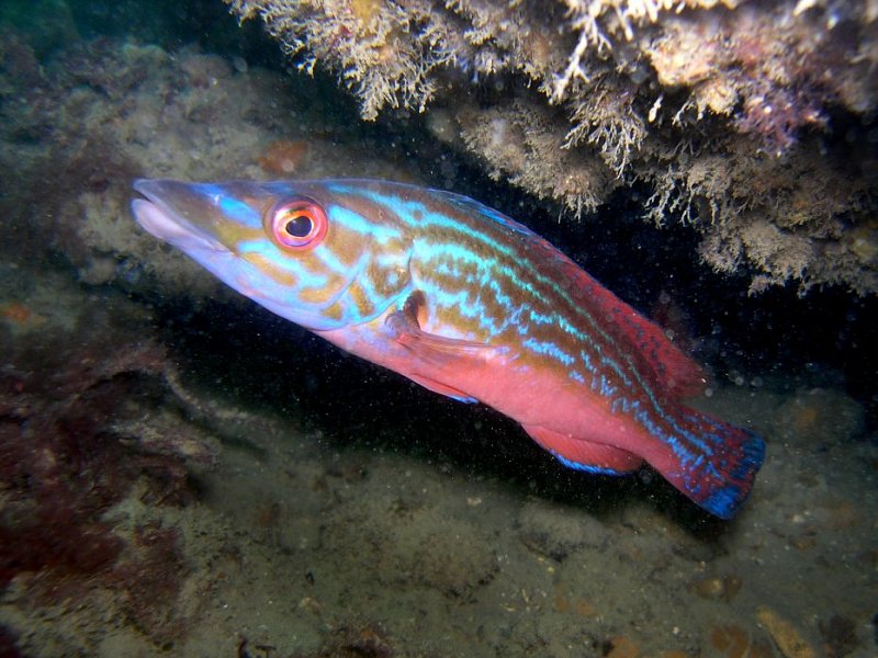 An undersea safari